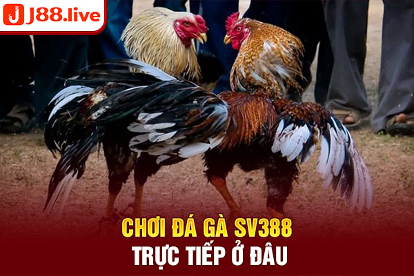 Chơi đá gà SV388 trực tiếp ở đâu Chơi đá gà SV388 trực tiếp ở đâu