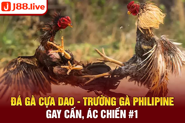 Đá Gà Cựa Dao - Trường Gà Philipine Gay Cấn, Ác Chiến #1