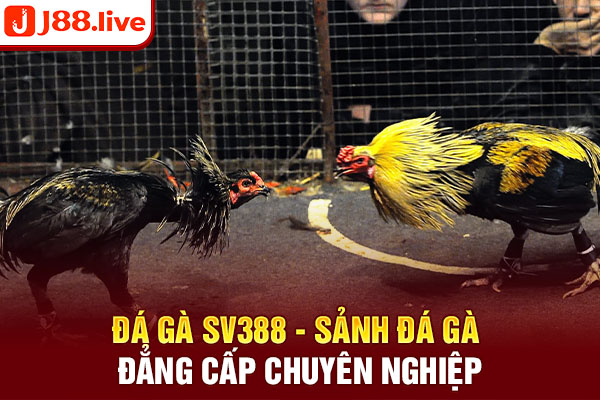 Đá Gà SV388 - Sảnh Đá Gà Đẳng Cấp Chuyên Nghiệp