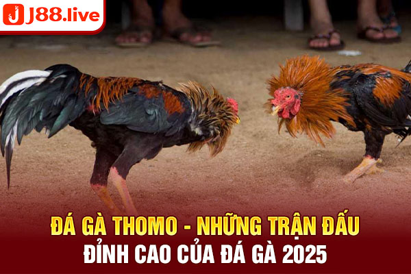 Đá gà thomo - Những trận đấu đỉnh cao của đá gà 2025