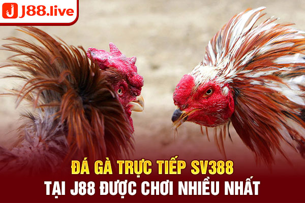 Đá gà trực tiếp SV388 tại J88 được chơi nhiều nhất Đá gà trực tiếp SV388 tại J88 được chơi nhiều nhất