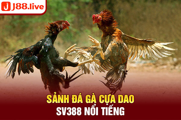 Sảnh đá gà cựa dao sv388 nổi tiếng Sảnh đá gà cựa dao sv388 nổi tiếng