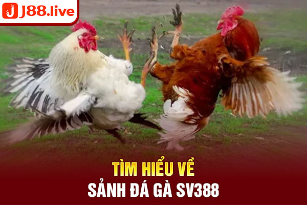 Tìm hiểu về sảnh đá gà SV388 Tìm hiểu về sảnh đá gà SV388