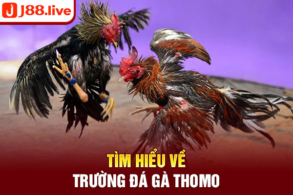 Tìm hiểu về trường đá gà thomo Tìm hiểu về trường đá gà thomo