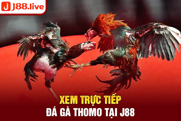 Xem trực tiếp đá gà thomo tại J88 Xem trực tiếp đá gà thomo tại J88